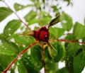 Rose under snow (Ãâ¬ÃÂ¾ÃÂ·ÃÂ° ÃÂ¿ÃÂ¾ÃÂ´ ÃÂÃÂ½ÃÂµÃÂ³ÃÂ¾ÃÂ¼)